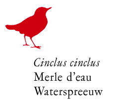 cinclus cinclus