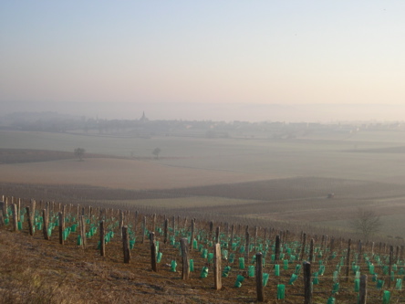mist over amazy