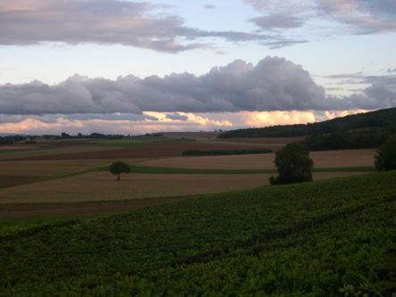 Tannay hillside