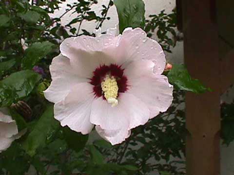 white Hybiscus
