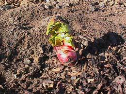 rhubarb shoot, getting ready for its third summer