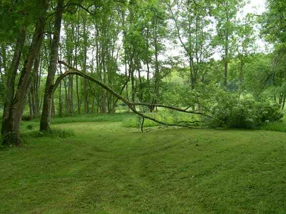 snapped branch