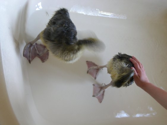 iwi and wiwi take a bath