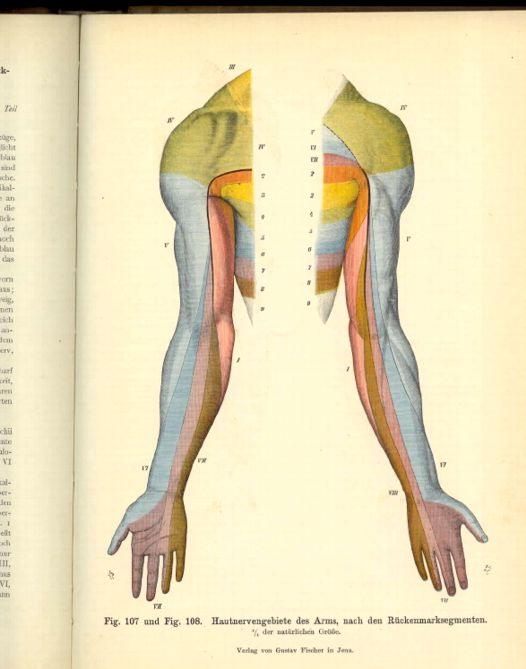 illustration from the Atlas der topographischen Anatomie des Menschen 1908