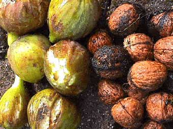 figs and walnuts