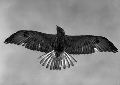 galapagos hawk in air