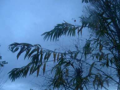 silhouette grasses