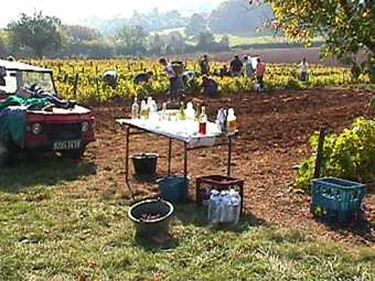 the grape harvest site