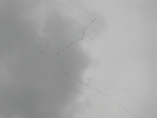 cranes due south