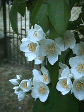 Jasmine perfume saturates the garden at dusk